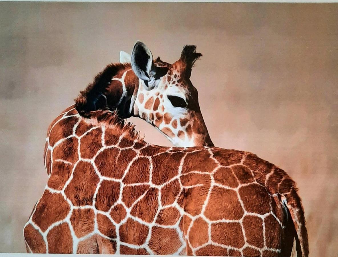 Serengeti Nap Comfy Rooms Sidárion Eksteriør bilde